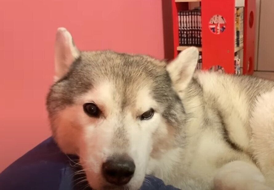 気持ちよく眠ろうとする犬