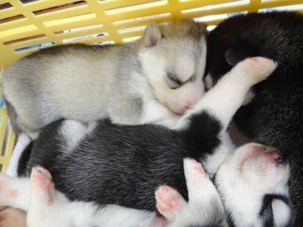 ぐっすり眠るシルビアちゃん