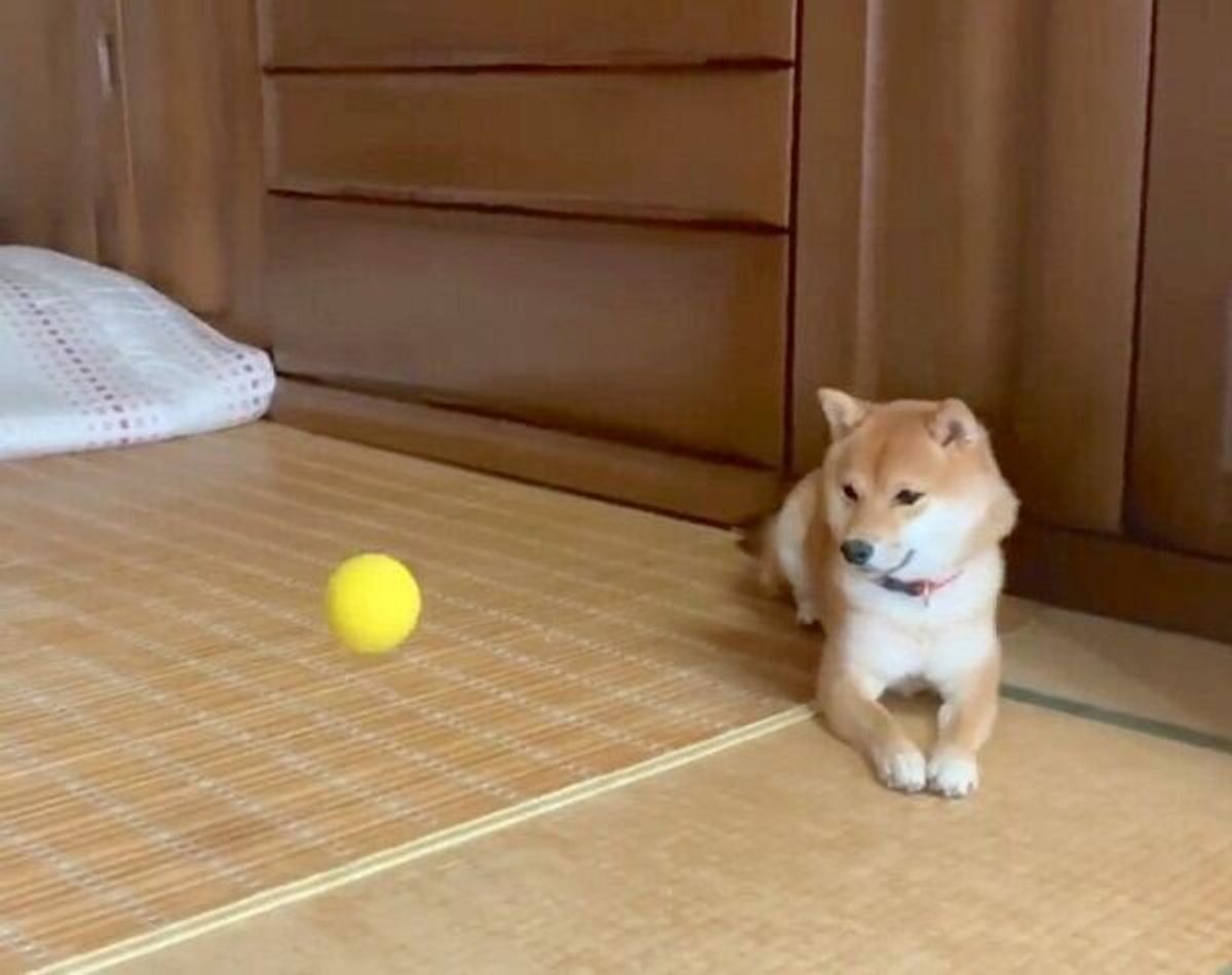 さっきまであんなに楽しそうだったのに ボールを投げたとき の柴犬の反応に笑っちゃう いぬのきもちweb Magazine さっきまであんなに楽しそうだったのに ボールを投げたとき の柴犬の反応に笑っちゃう いぬのきもちweb Magazine