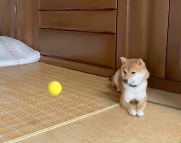ボール遊び中に「ザ柴犬」な反応をするみみちゃん
