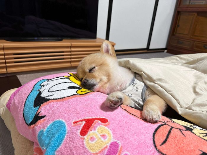 眠っているポメちゃん