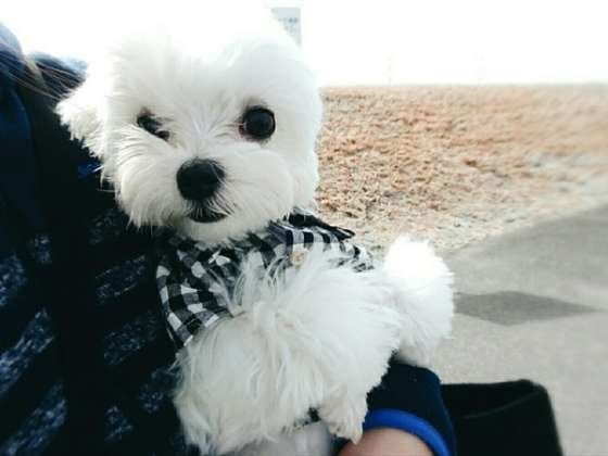 抱っこされる犬