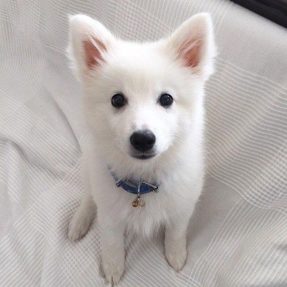 見つめる日本スピッツ