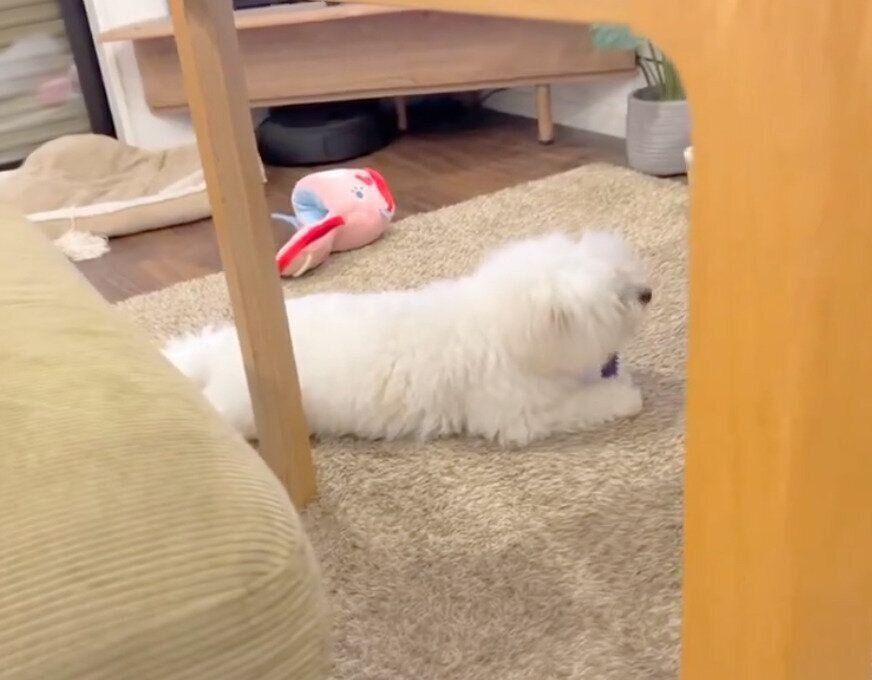 おもちゃを取り返したわむうくん