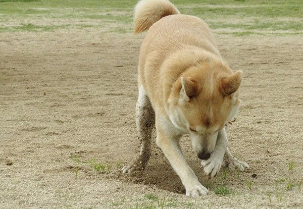 穴を掘る犬