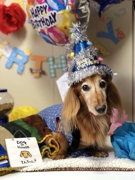 テンダーちゃん