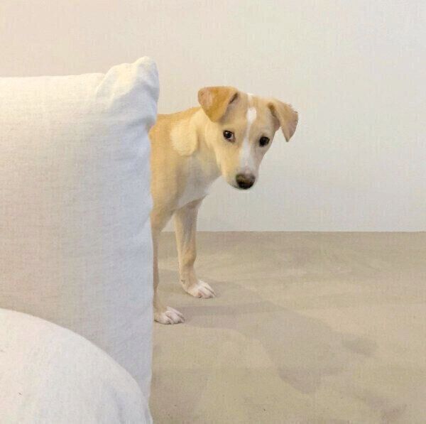 おやつが欲しくて、様子をうかがう杢くん