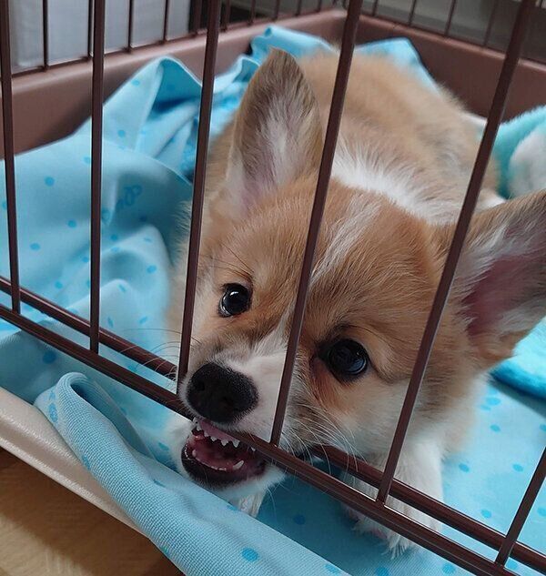 お迎え当時のぶんたくん