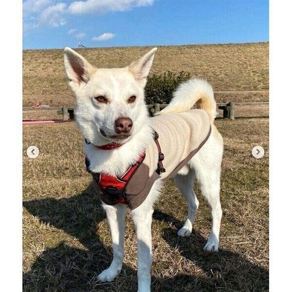 散歩するタクローくん