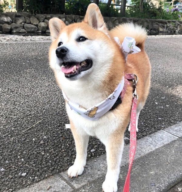 笑うまるちゃん