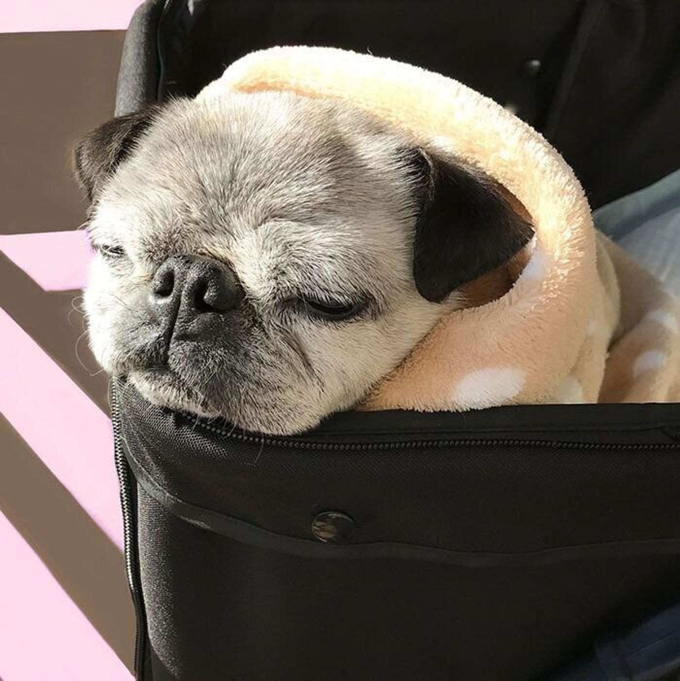 こんにちは 病院の待合室で注目を浴びることを覚えた犬 連載 パグ犬 めー Vol 139 いぬのきもちweb Magazine こんにちは 病院の待合室で注目を浴びることを覚えた犬 連載 パグ犬 めー Vol 139 いぬのきもちweb Magazine