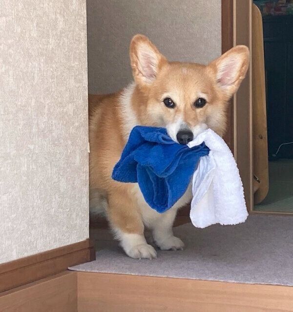 タオルをくわえるベルちゃん