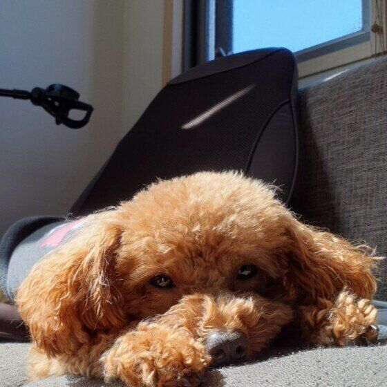 ひなたぼっこをするトイ・プードル