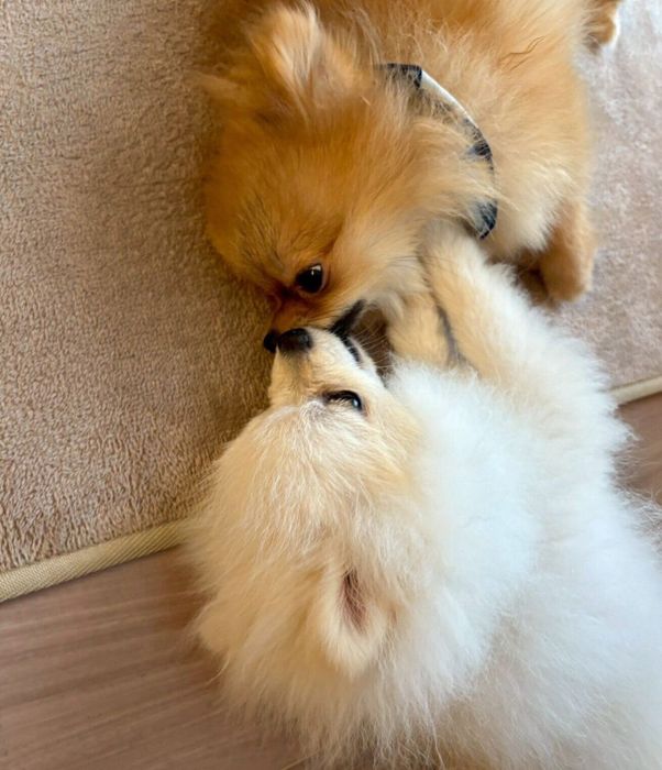 じゃれ合う小太郎くんと先住犬・半蔵くん