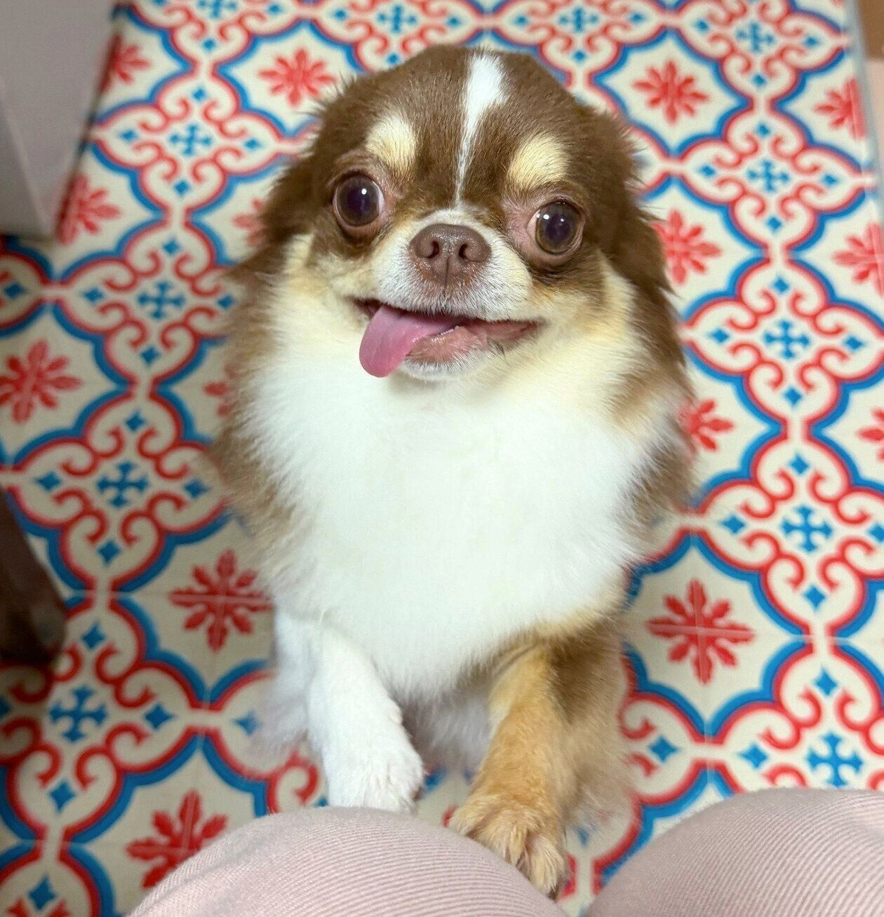 見つめる虎狼丸くん