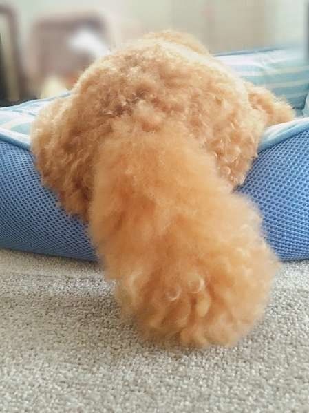 ポンちゃんのモフモフのしっぽ！