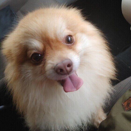 笑顔のポメラニアン