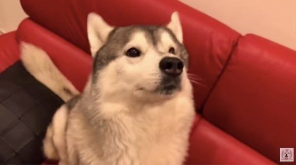 手が近づくと耳がなくなるシベリアン・ハスキー