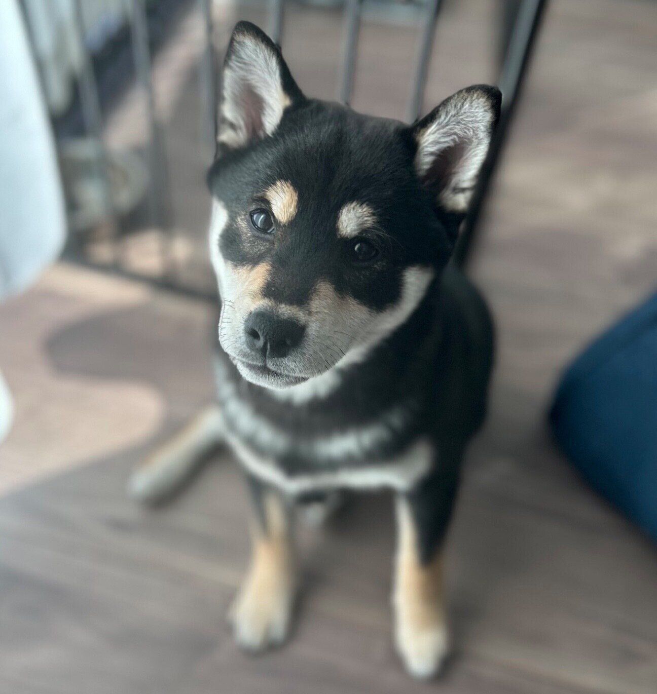 見つめるまるちゃん