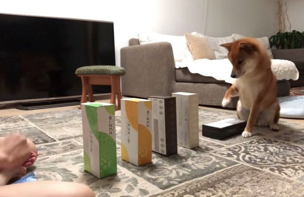 芸を習得した柴犬