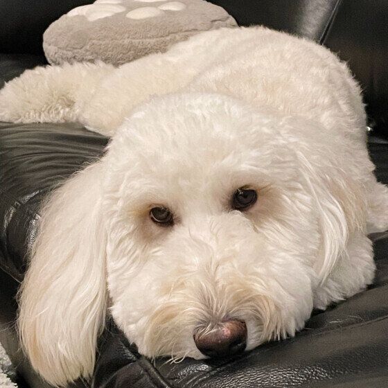 のんびりする白い犬