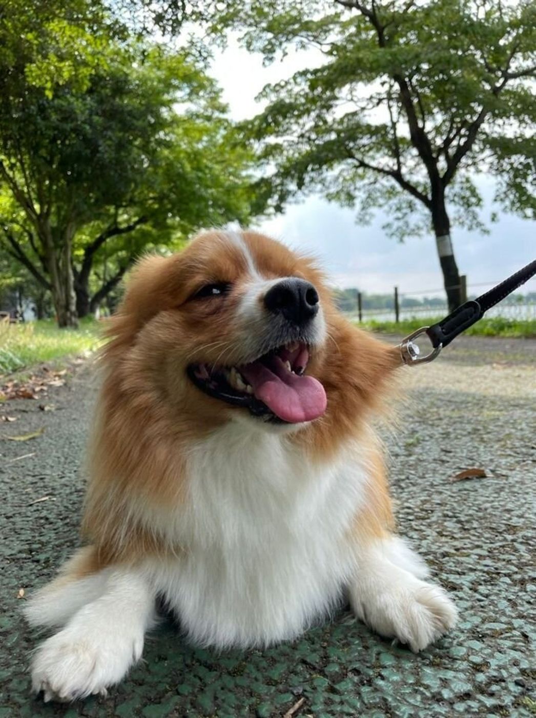 お世話に必死 不安で落ち込む毎日 愛犬が気づかせてくれた 一緒に笑顔で過ごす ことの大切さ いぬのきもちweb Magazine お世話に必死 不安で落ち込む毎日 愛犬が気づかせてくれた 一緒に笑顔で過ごす ことの大切さ いぬのきもちweb Magazine