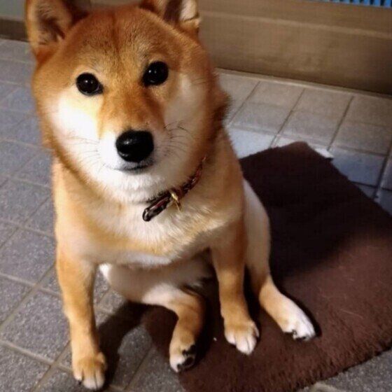 犬の座り方が変？「〇〇座り」 注意すべきポイントとは？ いぬのきもち