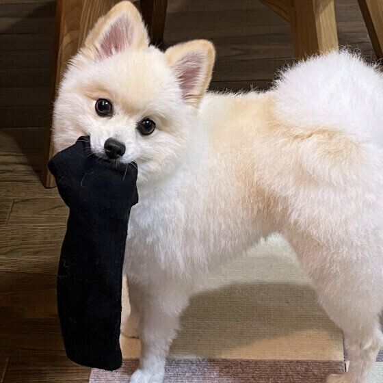犬が飼い主の靴下やスリッパを好む理由と噛む場合の対処法 いぬのきもち