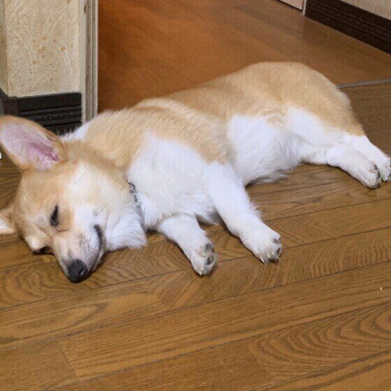 寝転がるウェルシュ・コーギー・ペンブローク