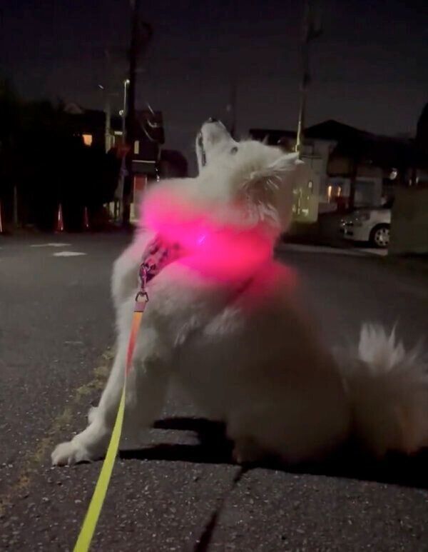 飛行機が気になるもものすけくん