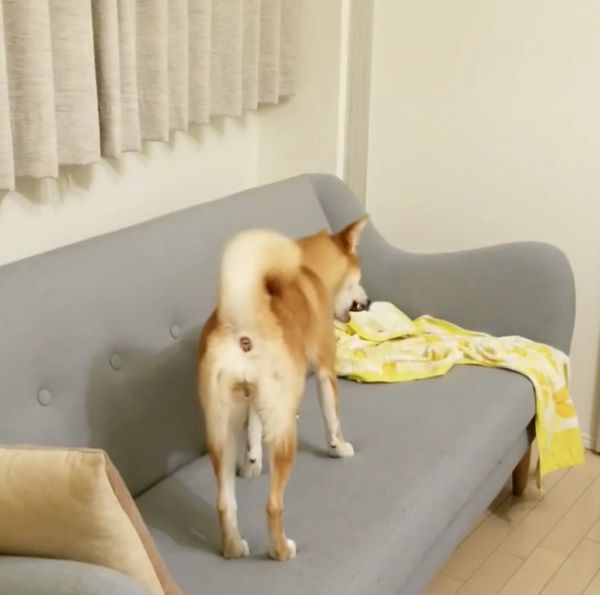 遊ぶ柴犬