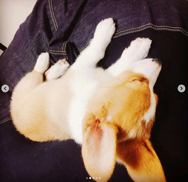 ソファで眠るコーギー