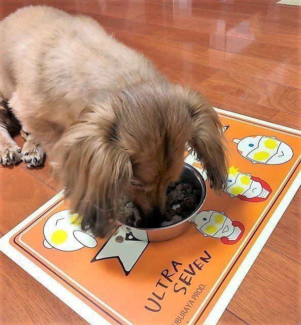 ご飯をパクパク食べる愛犬