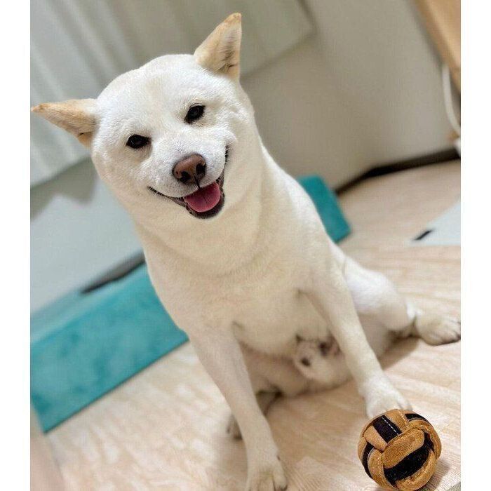 4才になったケンシロウくん