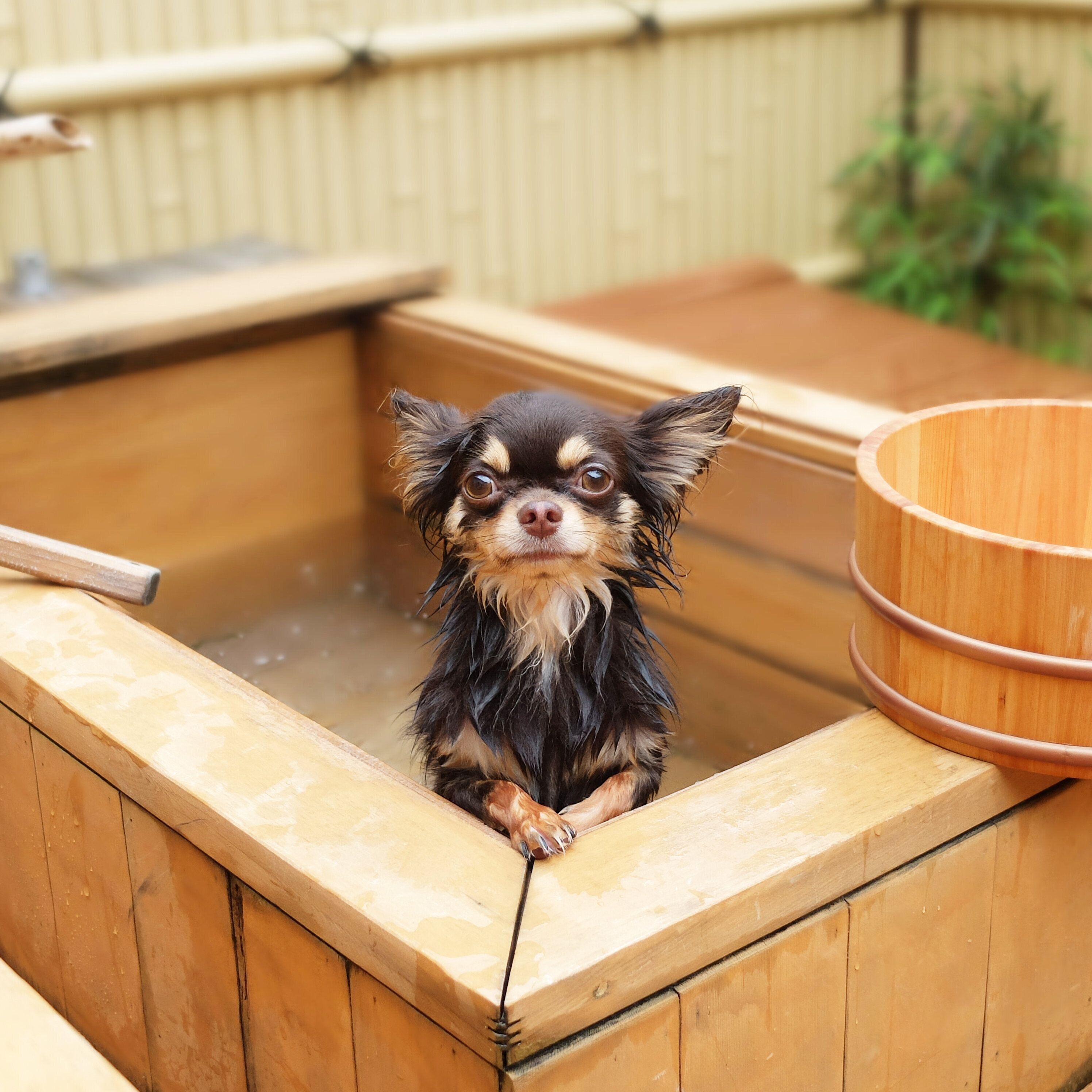 専用露天風呂に入るチワワ