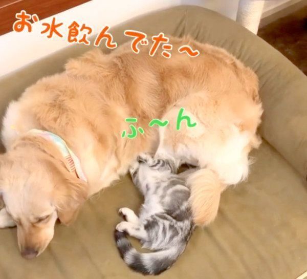 一緒にくつろぐベガちゃんとあずきちゃん