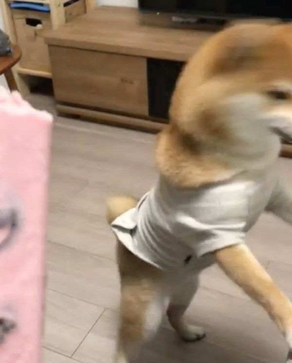 アイスが欲しい豆柴