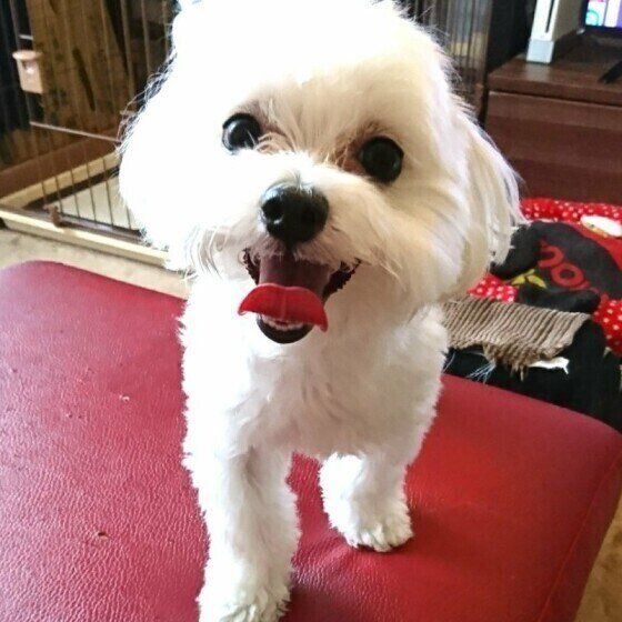 マルチーズのポポちゃん