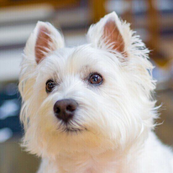ウエスト ハイランド ホワイト テリアの特徴 性格 最新価格と飼い方 いぬのきもち 犬図鑑 いぬのきもちweb Magazine