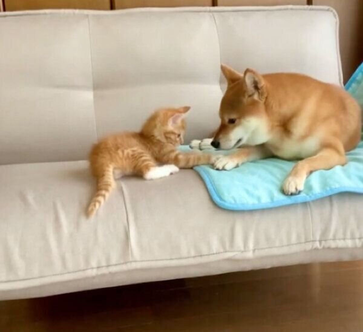 じゃれつく生後2カ月の子猫と 優しく見守る柴犬 ほのぼのとした光景に癒される いぬのきもちweb Magazine じゃれつく生後2カ月の子猫と 優しく見守る柴犬 ほのぼのとした光景に癒される いぬのきもちweb Magazine