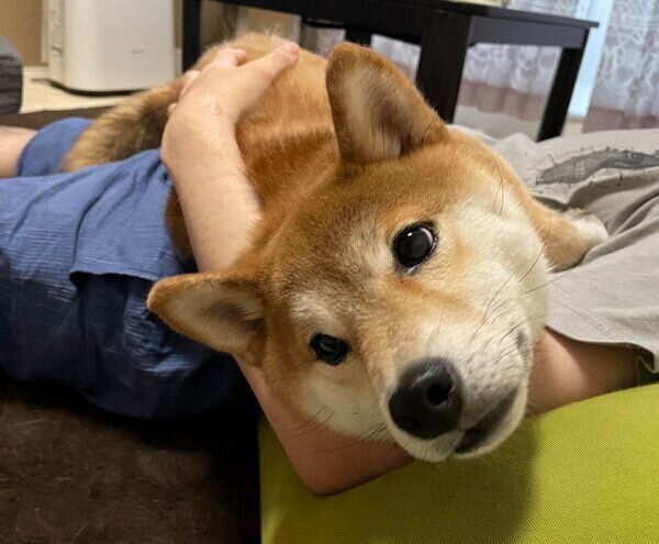 甘えるいそべくん