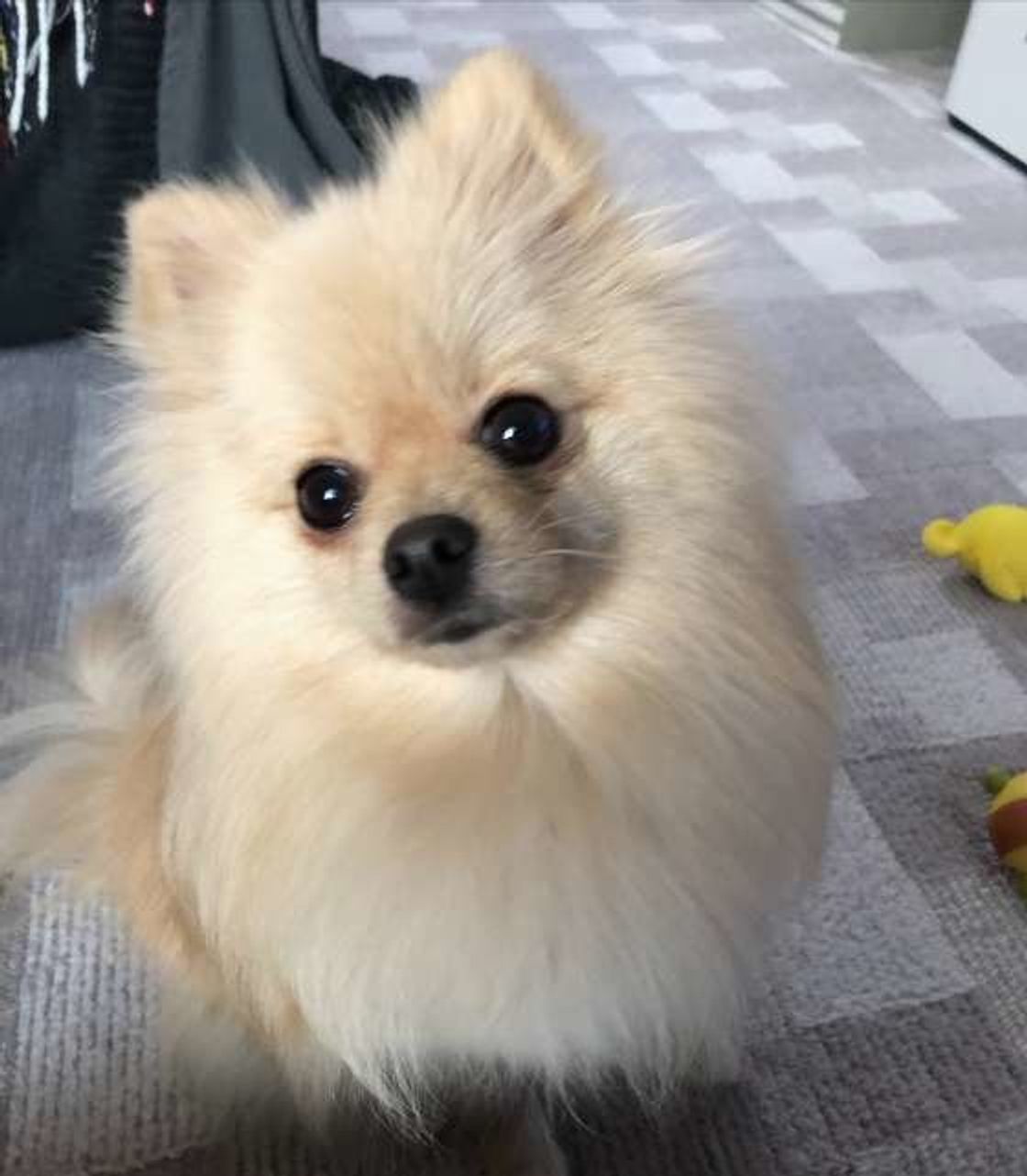 犬にとっておうちは本当に安心な場所 これから飼う人も飼ってる人も確認 いぬのきもちweb Magazine 犬にとっておうちは本当に安心な場所 これから飼う人も飼ってる人も確認 いぬのきもちweb Magazine