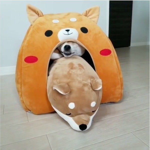 人形に道を阻まれる豆柴