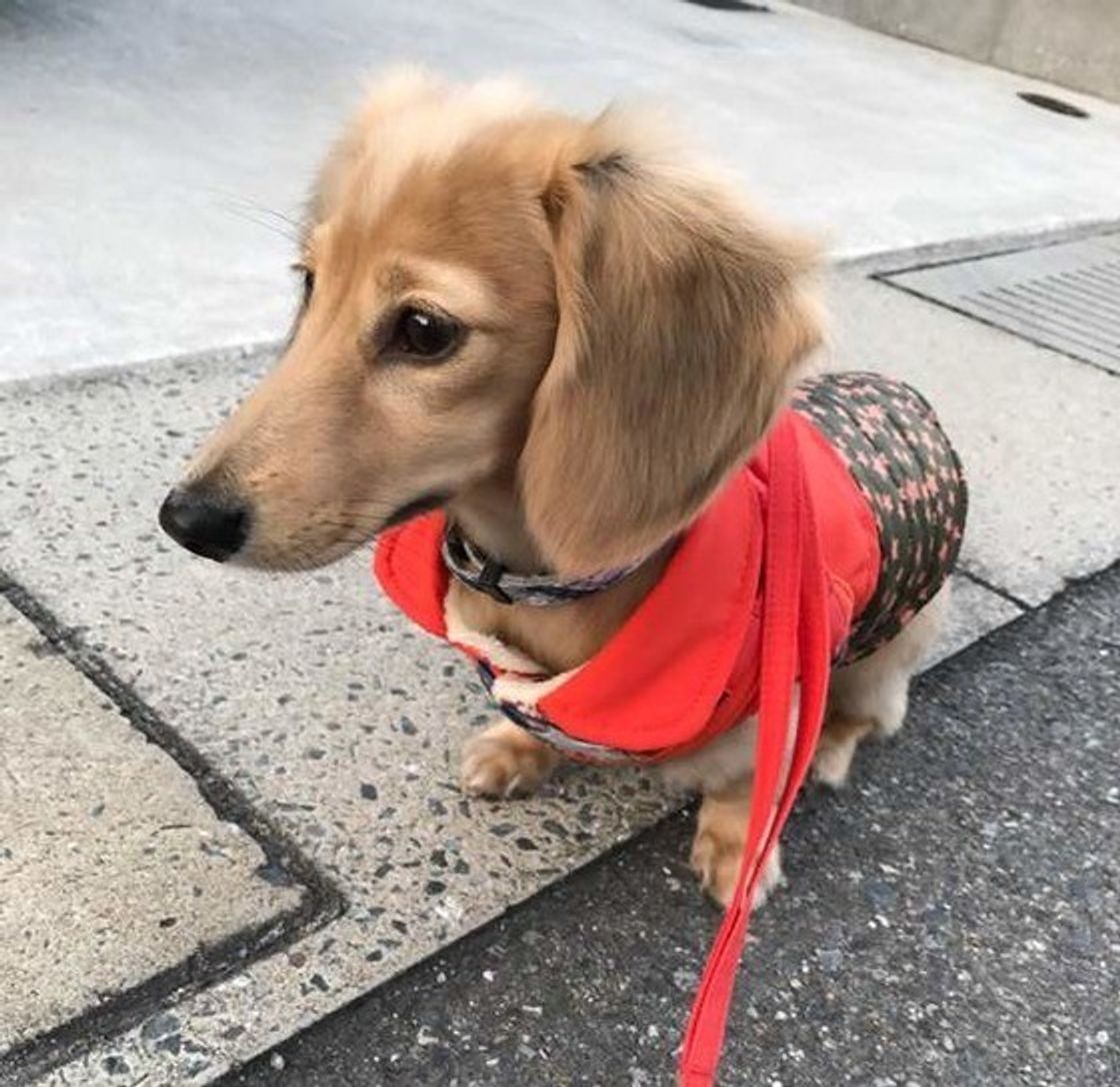 愛犬が散歩で歩かない理由とは 状況別に解説 いぬのきもちweb Magazine 愛犬が散歩で歩かない理由とは 状況別に解説 いぬのきもちweb Magazine