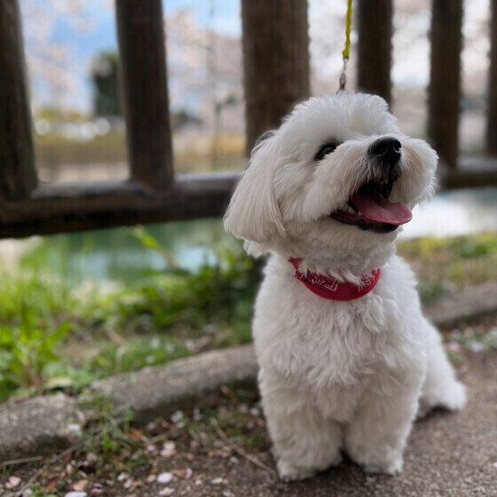 犬に与えてはいけない夏の食材とは？ 犬に危険な食べ物の拾い食いにも注意！ いぬのきもち