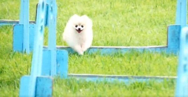 走るこまちちゃん