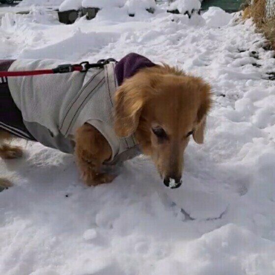 ミニチュア・ダックスフンドのチップちゃん