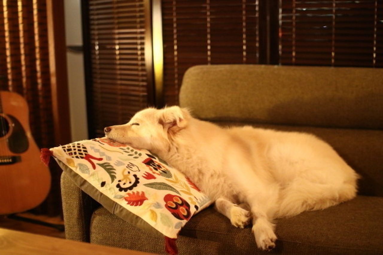 一番好きな 落ち着く時間 穴澤賢の犬のはなし いぬのきもちweb Magazine 一番好きな 落ち着く時間 穴澤賢の犬のはなし いぬのきもちweb Magazine