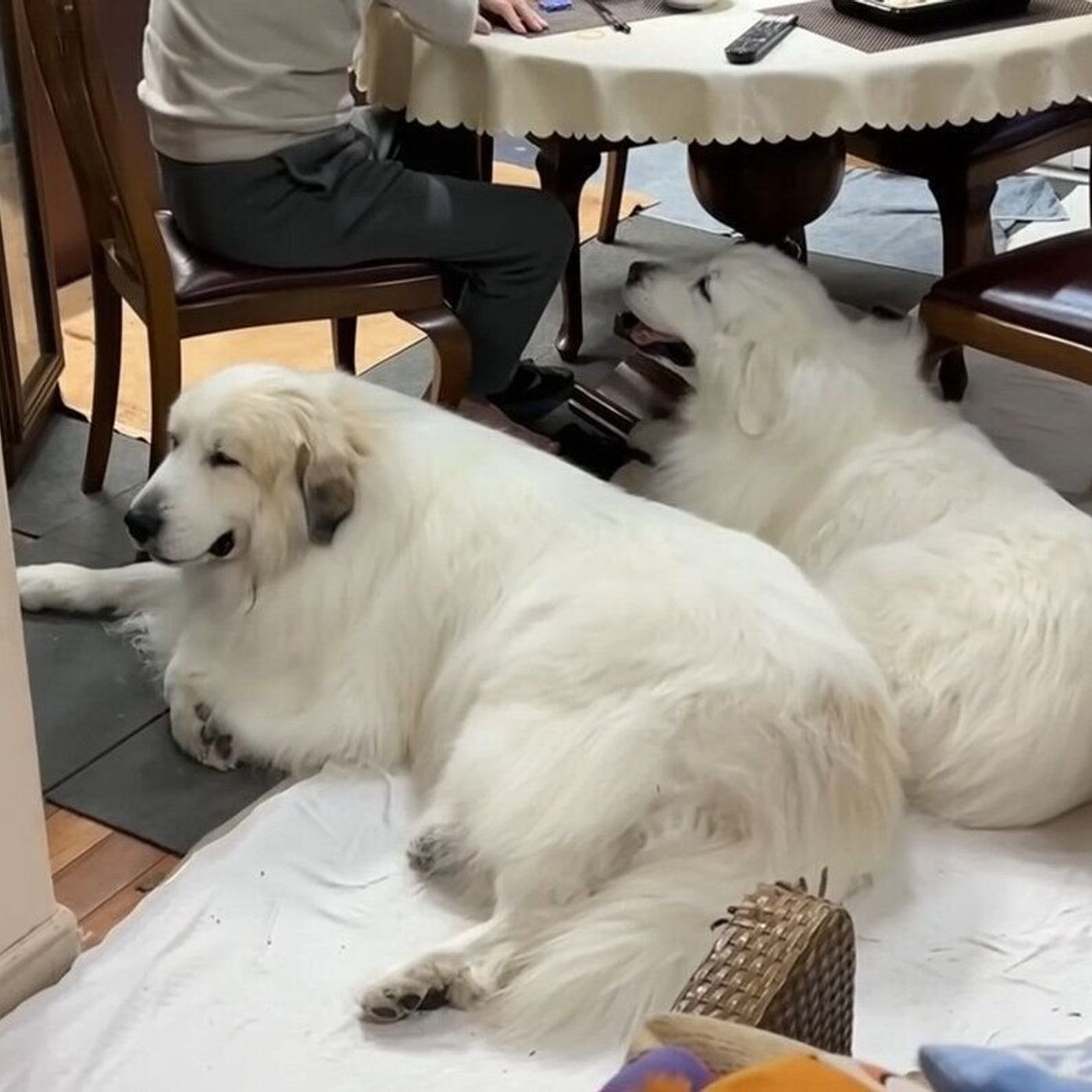 もふもふの大型犬姉弟 暖房は暑いけど お父さんと一緒にいたい いぬのきもちweb Magazine もふもふの大型犬姉弟 暖房は暑いけど お父さんと一緒にいたい いぬのきもちweb Magazine