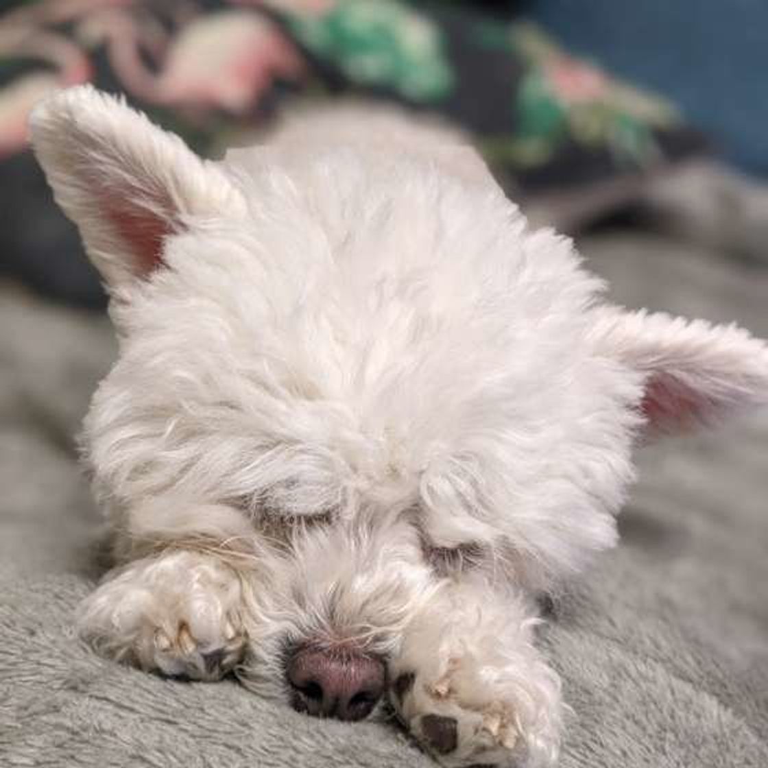飼い主さんのそばで愛犬が寝る理由 ベッドの どこで寝るか でわかる犬の気持ちも いぬのきもちweb Magazine 飼い主さんのそばで愛犬が寝る理由 ベッドの どこで寝るか でわかる犬の気持ちも いぬのきもちweb Magazine